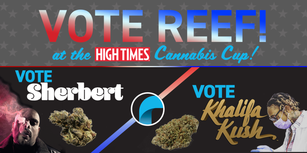 vote reef high times cannabis cup